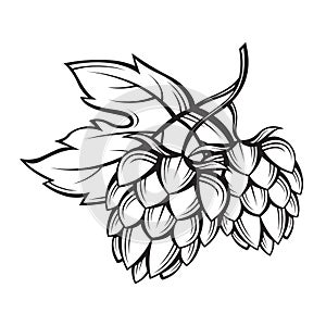 Image of hops
