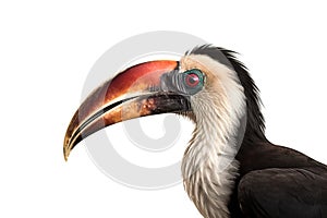 Image of hornbill on a white background. Bird. Wild Animals. illustration. Generative AI