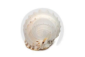 Image of Horned Helmet sea shells. cassis Cornuta is a species of extremely large sea snail isolated on white background.