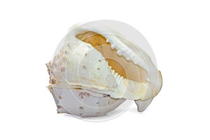 Image of Horned Helmet sea shells. cassis Cornuta is a species of extremely large sea snail  on white background.