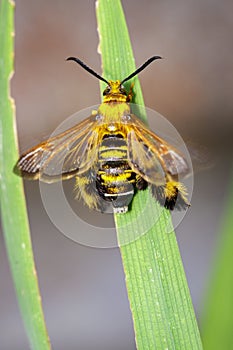 Image of a Hornet moth Sesia apiformis female on green leaves.