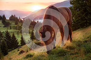 Image of a horse grazing in a pasture in the mountains