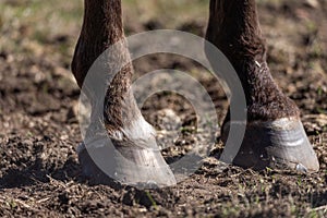 Image of Horse hoof with horseshoe close up