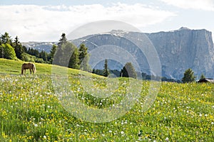 Image of horse on Lankoffel mountain range. View from Seiser Alm