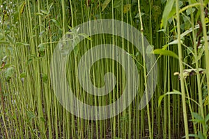 Image of huge green jute field. A jute field in Bangladesh. The image is a high-resolution image