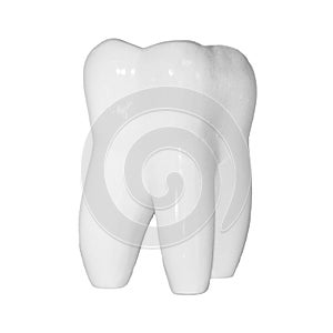 Image of human molar tooth on white background for texture and logo