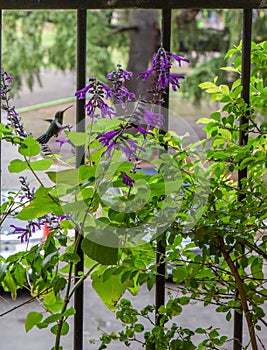 Image of a hummingbird in the flowers of guarani sage photo