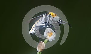 Hunch-back fly perching on the tips of the stem.