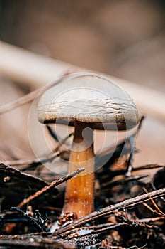 Image of a Hypholoma radicosum mushroom in the forest