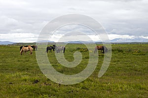 Image of icelandic horses