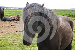 Image of icelandic horses