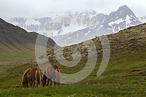 Image of icelandic horses