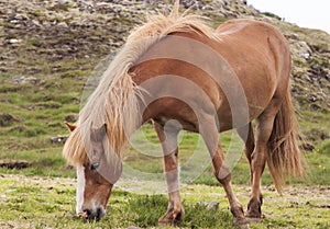 Image of icelandic horses