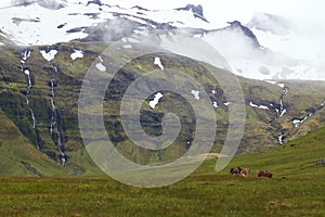 Image of icelandic horses