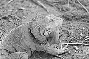 image of iguana lizard in nature. photo of iguana lizard reptile. iguana lizard outdoor.