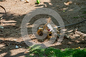 image of iguana lizard reptile. iguana lizard outdoor. iguana lizard outside. iguana lizard