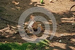 image of iguana lizard reptile. iguana lizard outdoor. iguana lizard outside. iguana lizard