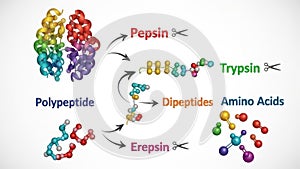 Proteolytic digestion process isolated on white background