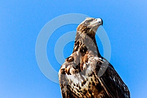 Immature Bald Eagle Posing Venice Florida