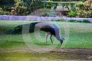 A image of indian Beautiful colorful peacock in garden