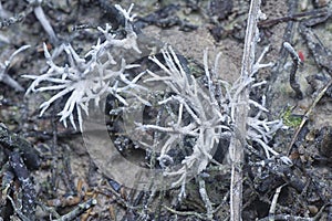 Inedible wild white Mycorrhizal fungi sprouting from the ground photo