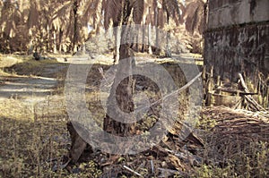 infrared image of the fallen decompose tree trunk on the ground