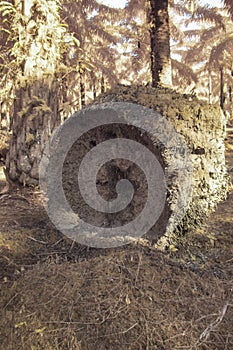 infrared image of the fallen decompose tree trunk on the ground