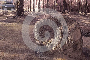 infrared image of the fallen decompose tree trunk on the ground