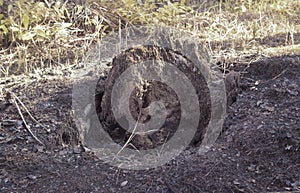 infrared image of the fallen decompose tree trunk on the ground
