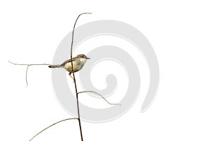 Image of insectivorous birds Timaliidae on nature background. Animal. Birds photo