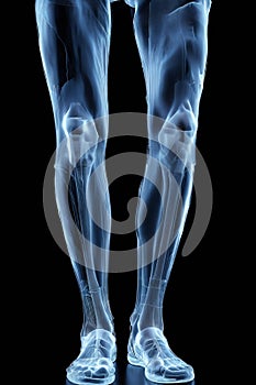 Walking Skeleton: X-ray style 3D Illustration of Human Lower Limbs