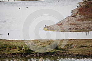 Birds at RSPB Minsmere