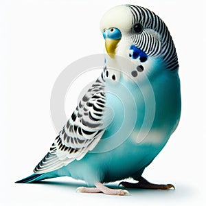 Image of isolated budgerigar against pure white background, ideal for presentations