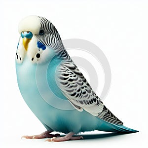 Image of isolated budgerigar against pure white background, ideal for presentations