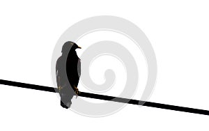 An image isolated composition silhouette of a one bird or crow in a silhouette perched on a tall power line with clipping path