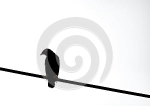 An image isolated composition silhouette of a one bird or crow in a silhouette perched on a tall power line with clipping path