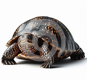 Image of isolated terrapin against pure white background, ideal for presentations