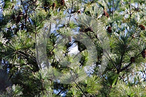 Image of Japanese red pine