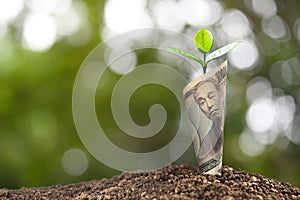 Japanese yen banknote with plant growing on top for business, saving, growth, economic concept