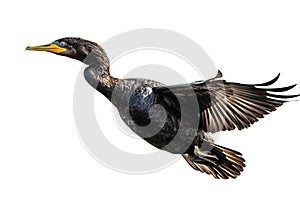 Image of a javanese cormorant is flapping its wings fly on a white background. Wild Animals. Birds. Illustration. Generative AI