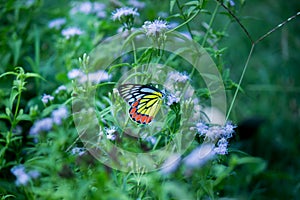 Image of an Jezebel butterfly resting on the flower plants during spring season.