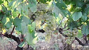 Image of juicy grapes bunches in sunny day waiting for harvesting