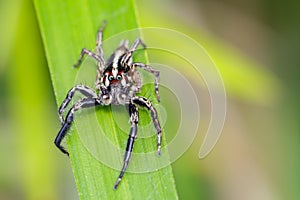 Image of Jumping spiders& x28;Plexippus paykulli.,male& x29; photo