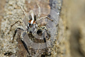 Image of Jumping spidersPlexippus paykulli.