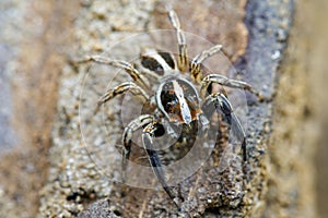 Image of Jumping spidersPlexippus paykulli.