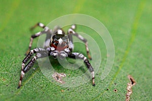Image of Jumping spidersPlexippus paykulli.,male