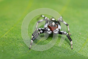 Image of Jumping spidersPlexippus paykulli.,male