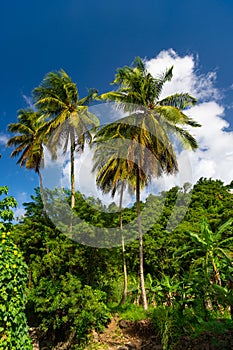 image of jungle nature. jungle nature outdoor. green jungle nature with plams.