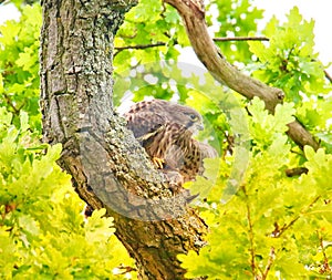 A common kestrel in a tree