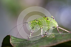 Image of Katydid Nymph Grasshoppers Tettigoniidae